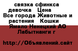 связка сфинкса. девочка › Цена ­ 500 - Все города Животные и растения » Кошки   . Ямало-Ненецкий АО,Лабытнанги г.